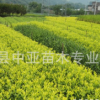 開發(fā)高檔茶葉 黃金芽