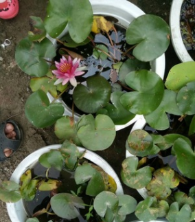 荷花.綠化木.基地銷售各種規(guī)格荷花.綠化工程木