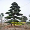 面向全國出售黑松樹苗 批發(fā)零售山東黑松苗 黑松苗. 量大從優(yōu).