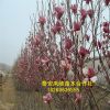 基地出售玉蘭樹 玉蘭樹價格 黃玉蘭樹現(xiàn)挖現(xiàn)賣 成活率高