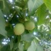 求購香玲核桃苗，香玲核桃苗價格去找山東鳳岐苗木合作社，信譽(yù)高