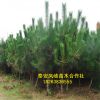 基地出售黑松樹樹黑松盆景 規格齊全四季常青 成活率極高價低
