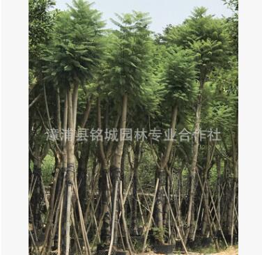 福建批發(fā)工程綠化藍(lán)花楹 行道樹(shù)藍(lán)花楹 15公分藍(lán)花楹藍(lán)影樹(shù)