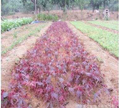 苗圃批發(fā)日本紅楓樹苗行道樹綠化苗木庭院觀賞紅楓小苗秋火焰