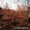 批發嫁接美國紅楓樹苗 山東6公分美國紅楓樹價格 7公分秋火焰價格