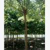 信譽(yù)賣家 批發(fā)基地 國槐頭大壽命長，開花濃香