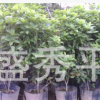 供應(yīng)四季桂花杯苗 高度60 冠幅30左右的四季桂花營(yíng)養(yǎng)杯苗綠化苗木
