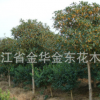 供應高桿朱砂桂花樹 精品朱砂桂花樹 綠化苗木