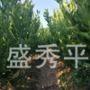 供應移栽橘子苗 移栽一年至二年碰柑苗及水果苗木