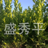 供應移栽橘子苗 移栽一年至二年碰柑苗及水果苗木