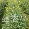供應冠幅80到1米的茶梅球 茶梅苗木 綠化苗木