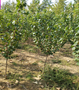 基地批發(fā)嫁接杏樹苗 免費(fèi)提供技術(shù) 量大優(yōu)惠 泰安杏樹苗價(jià)格