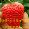 基地批發(fā)草莓苗 品種齊全 紅顏草莓苗 章姬草莓苗 價格優(yōu)惠