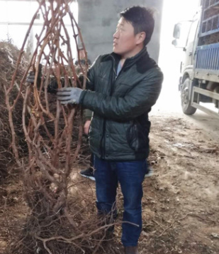 20年基地育苗經驗 巨玫瑰葡萄苗 陽光玫瑰葡萄苗 保護根系發貨