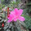 基地批發(fā)花卉盆栽 杜鵑花西洋杜鵑 四季開花帶根發(fā)貨 毛鵑