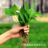 基地直銷茗雅水培綠蘿包郵綠蘿苗批發基地直供植物花卉盆栽