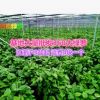 360#大綠蘿批發長藤茗雅儲水綠蘿花卉盆栽大量批發吸甲醛基地直銷