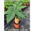 發(fā)財樹批發(fā)90#110#發(fā)財樹觀葉植物小盆栽花卉凈化空