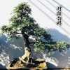 一物一發 精品原生茶梅盆景樹樁 高檔造型茶梅老樁盆景 下山樁