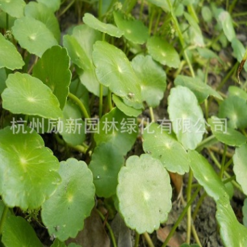 香菇草 ，銅錢草 大量批發防輻射 水生植物批發 基地直銷