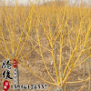 批發(fā)工程綠化黃金槐樹苗 金枝國(guó)槐 耐寒耐旱嫁接黃金槐小苗