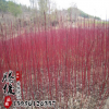 批發(fā)綠化苗木紅瑞木小苗 叢生紅瑞木樹苗 庭院種植觀賞植物