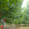 基地直銷優(yōu)質(zhì)行道綠化樹法桐 綠化專用改進(jìn)大氣 量大從優(yōu)