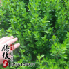 批發(fā)小葉黃楊 瓜子黃楊 小葉黃楊球 小葉黃楊樹苗 常綠灌木