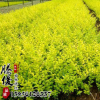 基地直銷金葉水蠟苗 金葉水蠟工程苗 量大優(yōu)惠 低價(jià)批發(fā) 量大從優(yōu)