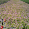 基地直銷繡線菊花苗 市政園林植物 綠化苗木 量大從優(yōu)