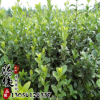 基地銷售爬藤植物衛(wèi)矛 小葉扶芳藤苗 扶芳藤小苗 優(yōu)質(zhì) 量大從優(yōu)
