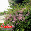 綠化工程小苗批發(fā) 丁香花小苗 紫丁香樹(shù)苗 規(guī)格齊全 庭院綠植基地