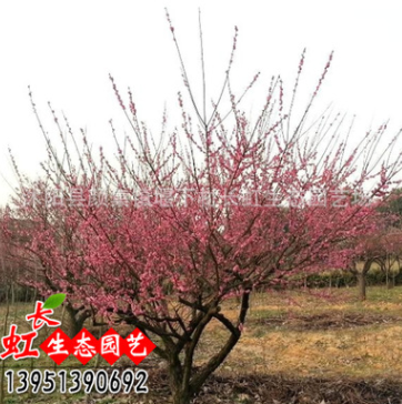 批發梅花樹苗 盆栽紅梅綠梅 美人梅 臘梅 多種梅花嫁接苗當年開花