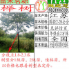 苗圃出圃櫸樹紅櫸樹白櫸樹2 3 5 8 10 12 15 18 20公分規格櫸樹