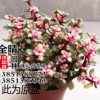 雅樂之舞盆栽批發 金枝玉葉 多肉盆栽花卉 多肉植物老樁