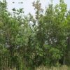 美國紅櫨 美國黃櫨基地批發(fā) 各種規(guī)格綠化工程彩葉樹