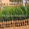 工程綠化苗直銷 龍柏樹苗 四季常青龍柏球 規格全 園林道路綠化
