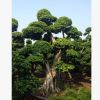 三君子花木直供榕樹盆景 價(jià)美物廉歡迎咨詢訂購