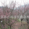 紅梅 花梅 綠化工程苗木 年宵花卉低價處理 8公分精品苗