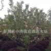 批發浙江櫻花苗木 日本晚櫻 綠化工程苗木 7cm樹苗低價處理