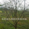 供應日本早櫻，精品早櫻綠化工程苗，8cm早櫻低價處理