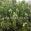 供應櫻桃苗 黑珍珠小苗 建果園用苗