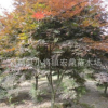 中國紅楓 紅楓樹苗 園林綠化苗木 底價出售直銷批發