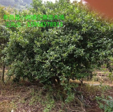 供應(yīng)一棵大含笑球 p3米以上低價(jià)處理