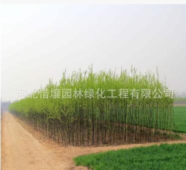 供應(yīng)銀杏10-40公分20公分30公分，廣西銀杏，大銀杏樹，實(shí)生銀杏