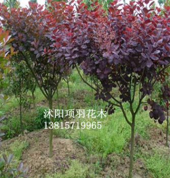 供應(yīng)大量紫葉李紅葉李樹苗 價(jià)格便宜