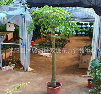 批發(fā)大型幸福樹 平安樹 ，室內(nèi)盆栽 ，凈化空氣，吸甲醛，