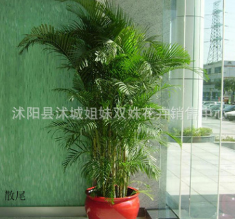 批發大型室內盆栽鳳尾竹 ，散尾葵，綠植花卉 盆景植物，凈化