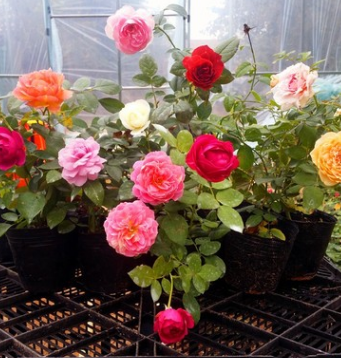 歐月藤本月季花苗庭院陽臺(tái)盆栽花卉多花薔薇爬藤植物玫瑰四季開花