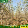 供應(yīng)行道樹(shù)風(fēng)景樹(shù)銀杏樹(shù)苗 銀杏米徑1-4公分高3米銀杏樹(shù)